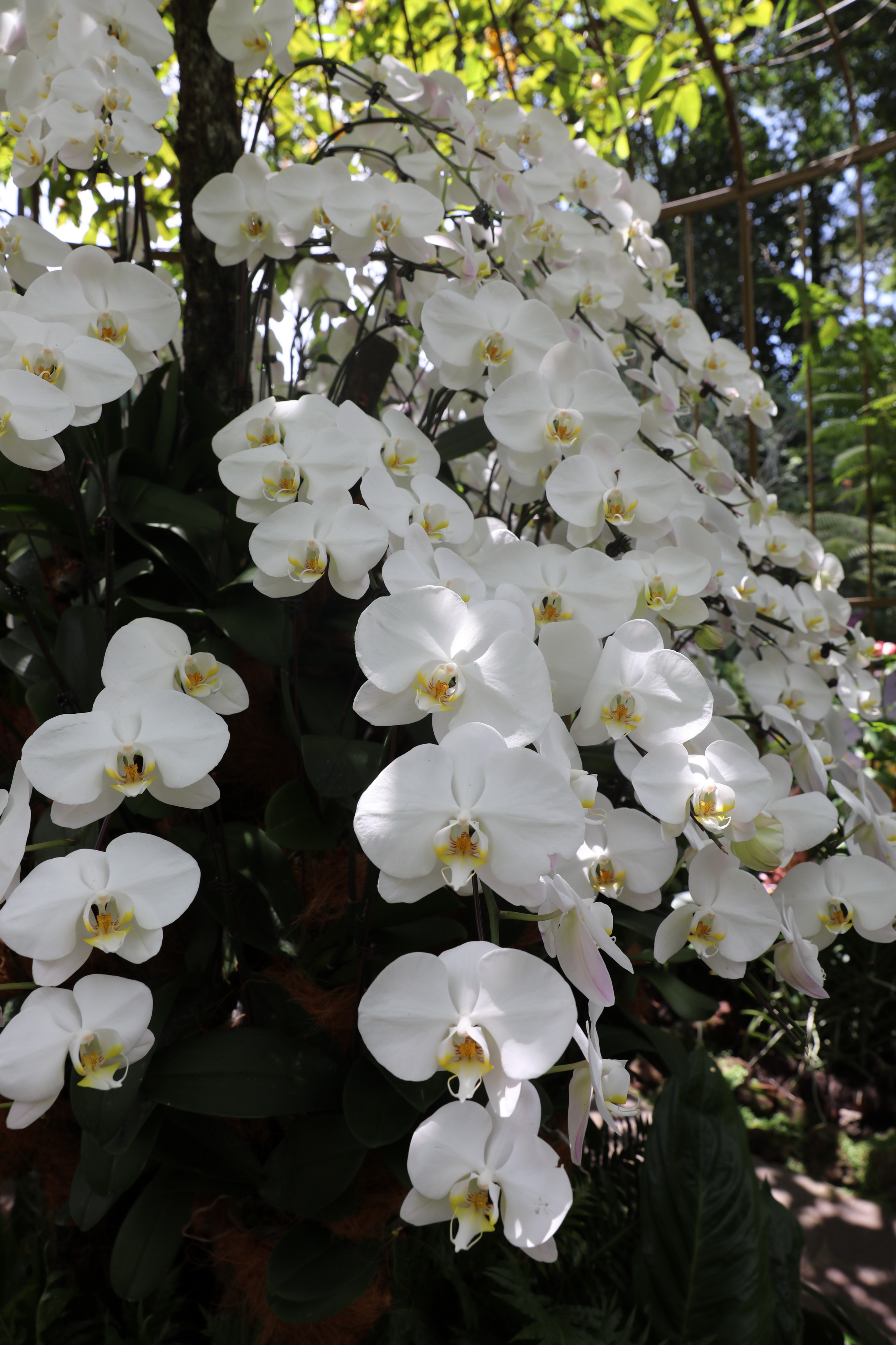 2020 02 03 13 24 32 Canon EOS 5D Mark IV 0013